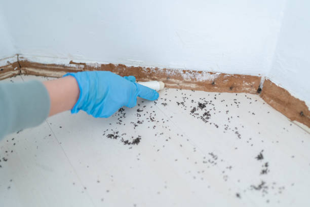 Best Best Pest Control Companies  in Falls Church, VA